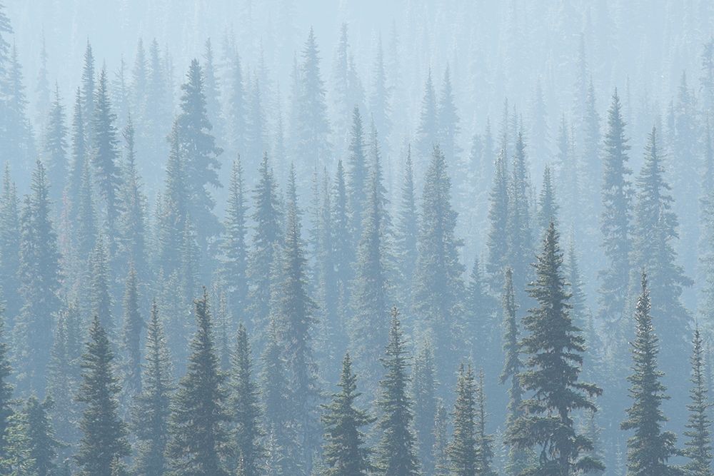 USA Mt Rainier National Park Smoke from Washington State fires drifts through conifers